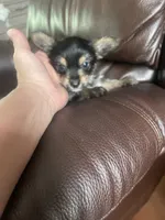 Chewy, a male Yorkshire Terrier for sale in Oklahoma City, OK – 5 of 5
