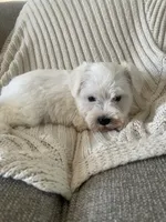 Dollar, a male Miniature Schnauzer for sale in Oklahoma City, OK – 5 of 8