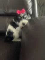 Annabell, a female Miniature Schnauzer for sale in Oklahoma City, OK – Photo 2 of 4