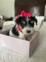 Annabell, a female Miniature Schnauzer for sale in Oklahoma City, OK – Photo 4 of 4