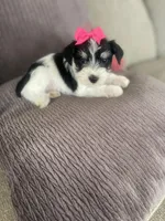 Annabell, a female Miniature Schnauzer for sale in Oklahoma City, OK – Photo 1 of 4