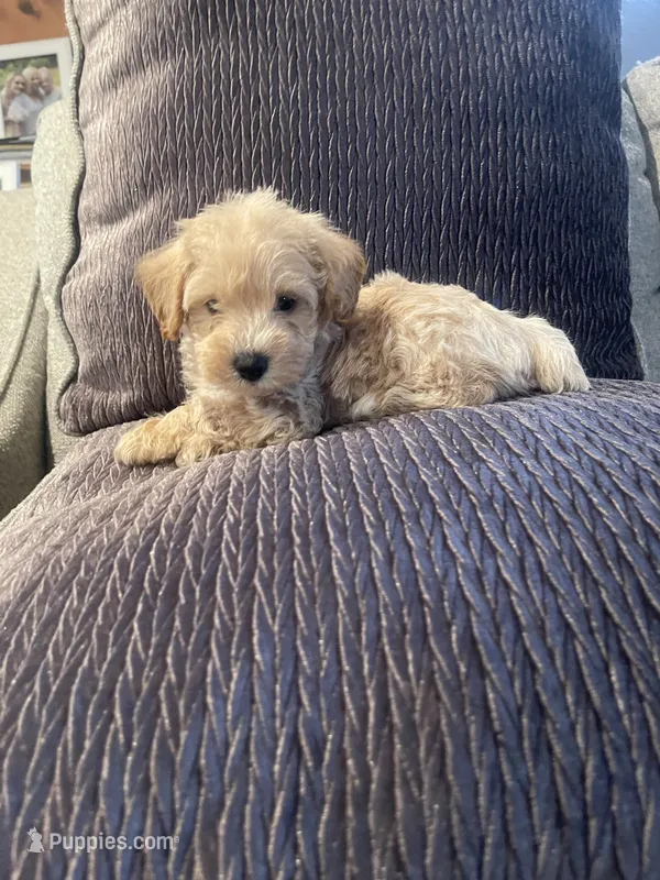 Max – Schnoodle puppy for sale in Oklahoma City, OK