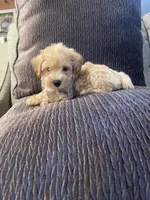 Max, a male Schnoodle for sale in Oklahoma City, OK – 1 of 5