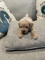 Max, a male Schnoodle for sale in Oklahoma City, OK – 4 of 5