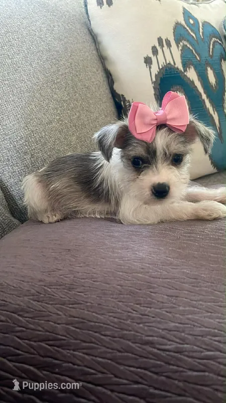 Trixie – Miniature Schnauzer puppy for sale in Oklahoma City, OK