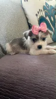 Trixie, a female Miniature Schnauzer for sale in Oklahoma City, OK – 1 of 3