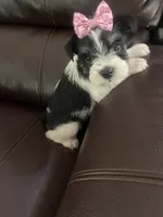 Lola, a female Miniature Schnauzer for sale in Oklahoma City, OK – 2 of 7