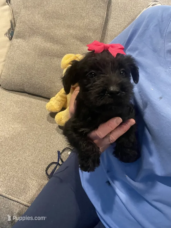 Gia – Miniature Schnauzer puppy for sale in Oklahoma City, OK