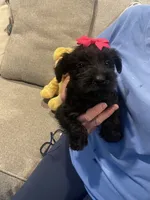 Gia, a female Miniature Schnauzer for sale in Oklahoma City, OK – 1 of 3