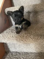 Hammy , a male Yorkshire Terrier for sale in Oklahoma City, OK – 3 of 4