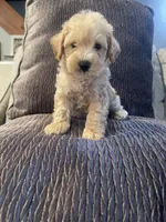 Max, a male Schnoodle for sale in Oklahoma City, OK – 3 of 5