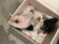 Tinley, a female Miniature Schnauzer for sale in Oklahoma City, OK – 5 of 5