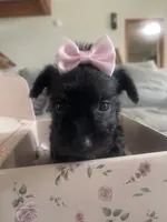 Phobe, a female Miniature Schnauzer for sale in Oklahoma City, OK – 1 of 2