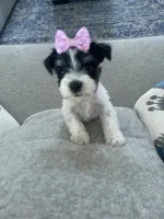 Lola, a female Miniature Schnauzer for sale in Oklahoma City, OK – 4 of 7