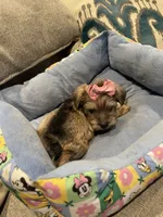 Jenna, a female Miniature Schnauzer for sale in Oklahoma City, OK – 3 of 5