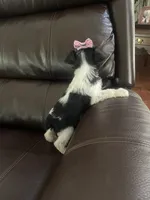 Lola, a female Miniature Schnauzer for sale in Oklahoma City, OK – 7 of 7