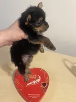 Tiny Tim, a male Yorkshire Terrier for sale in Oklahoma City, OK – Photo 3 of 6