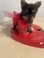 Tiny Tim, a male Yorkshire Terrier for sale in Oklahoma City, OK – Photo 6 of 6