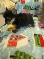 Tiny Tim, a male Yorkshire Terrier for sale in Oklahoma City, OK – Photo 5 of 6