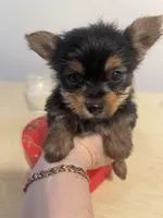 Tiny Tim, a male Yorkshire Terrier for sale in Oklahoma City, OK – Photo 4 of 6