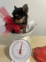 Tiny Tim, a male Yorkshire Terrier for sale in Oklahoma City, OK – Photo 2 of 6