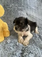 Ellie, a female Miniature Schnauzer for sale in Oklahoma City, OK – 3 of 4