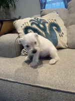 Casper, a male Miniature Schnauzer for sale in Oklahoma City, OK – 6 of 6
