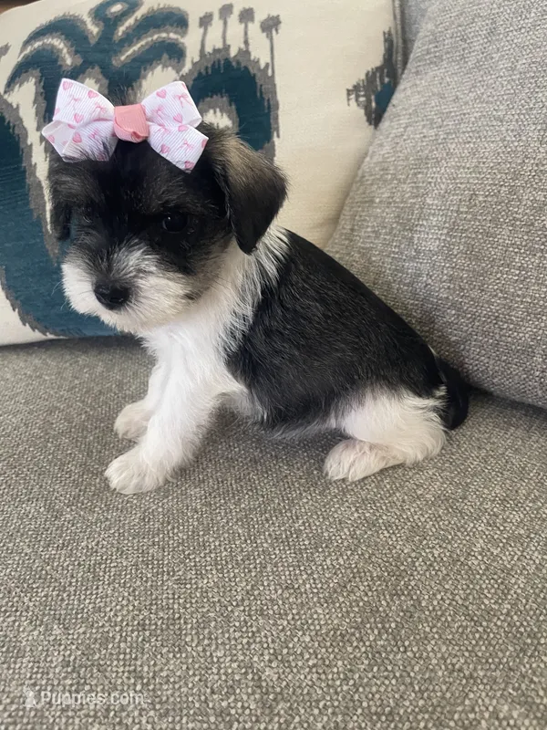 Delilah – Miniature Schnauzer puppy for sale in Oklahoma City, OK