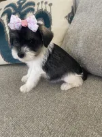 Delilah, a female Miniature Schnauzer for sale in Oklahoma City, OK – 1 of 6
