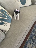 Delilah, a female Miniature Schnauzer for sale in Oklahoma City, OK – 5 of 6