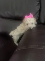 Lady, a female Poodle - Toy  for sale in Oklahoma City, OK – 3 of 4
