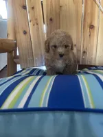 Gino, a male Poodle - Toy  for sale in Oklahoma City, OK – Photo 2 of 5