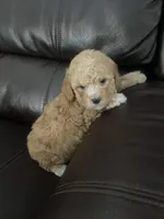 Gino, a male Poodle - Toy  for sale in Oklahoma City, OK – Photo 3 of 5