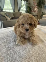 Gino, a male Poodle - Toy  for sale in Oklahoma City, OK – Photo 5 of 5