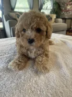 Gino, a male Poodle - Toy  for sale in Oklahoma City, OK – Photo 4 of 5