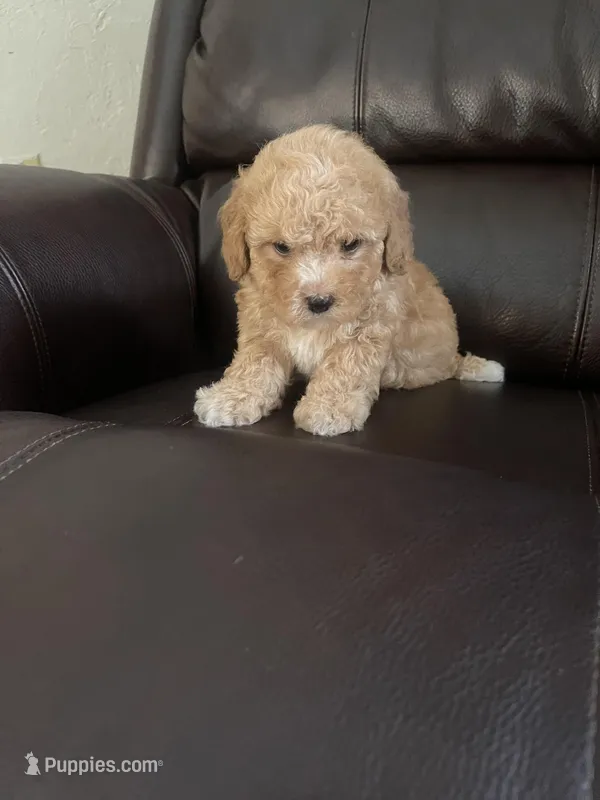 Gino – Poodle - Toy  puppy for sale in Oklahoma City, OK