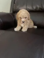 Gino, a male Poodle - Toy  for sale in Oklahoma City, OK – Photo 1 of 5