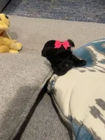 Gia, a female Miniature Schnauzer for sale in Oklahoma City, OK – 2 of 3