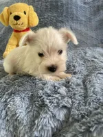Sammy, a male Miniature Schnauzer for sale in Oklahoma City, OK – 3 of 4