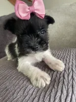 Tinley, a female Miniature Schnauzer for sale in Oklahoma City, OK – 4 of 5