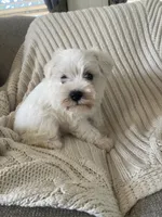 Dollar, a male Miniature Schnauzer for sale in Oklahoma City, OK – 2 of 8