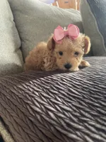 Candy, a female Schnoodle for sale in Oklahoma City, OK – 4 of 5