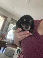 Rosco, a male Poodle - Toy  and Miniature Dachshund for sale in Oklahoma City, OK – 2 of 3