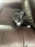 Brock, a male Miniature Schnauzer for sale in Oklahoma City, OK – 4 of 4