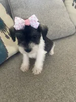 Delilah, a female Miniature Schnauzer for sale in Oklahoma City, OK – 2 of 6