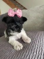 Tinley, a female Miniature Schnauzer for sale in Oklahoma City, OK – 2 of 5