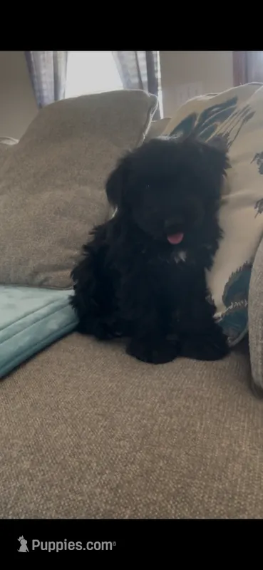 Cojack – Miniature Schnauzer puppy for sale in Oklahoma City, OK