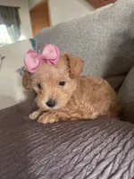Candy, a female Schnoodle for sale in Oklahoma City, OK – 5 of 5