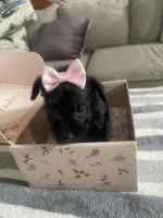 Phobe, a female Miniature Schnauzer for sale in Oklahoma City, OK – 2 of 2