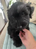 Cojack, a male Miniature Schnauzer for sale in Oklahoma City, OK – 8 of 9